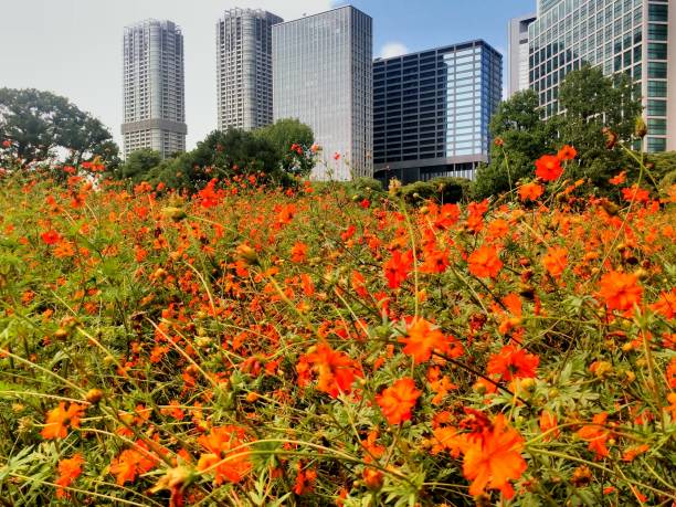 istock Modern skyscrapers and orange cosmos flowers 918869870