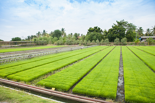 View of paddy seedlings in the nursery fields.
