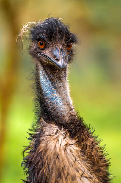 istock Australian Emu (Dromaius novaehollandiae) Portrait 918889562