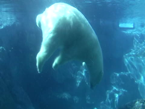 Bear Under Water