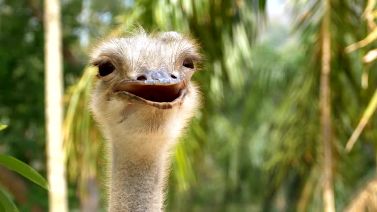 Ostrich face smiling in the jungle. Thailand