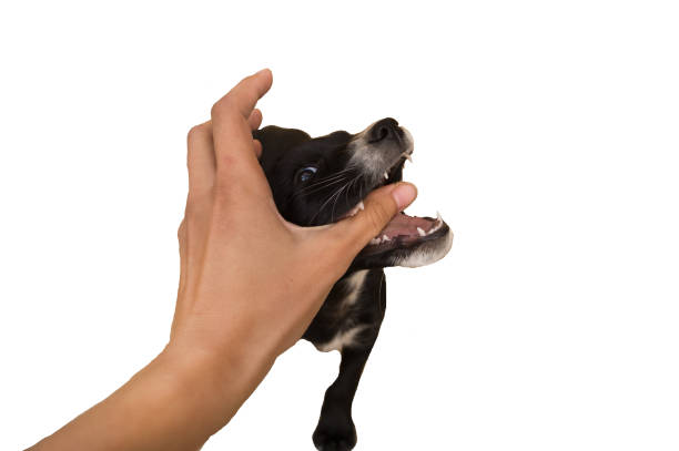 istock Black puppy bites a man's hand isolated on white background 918898302