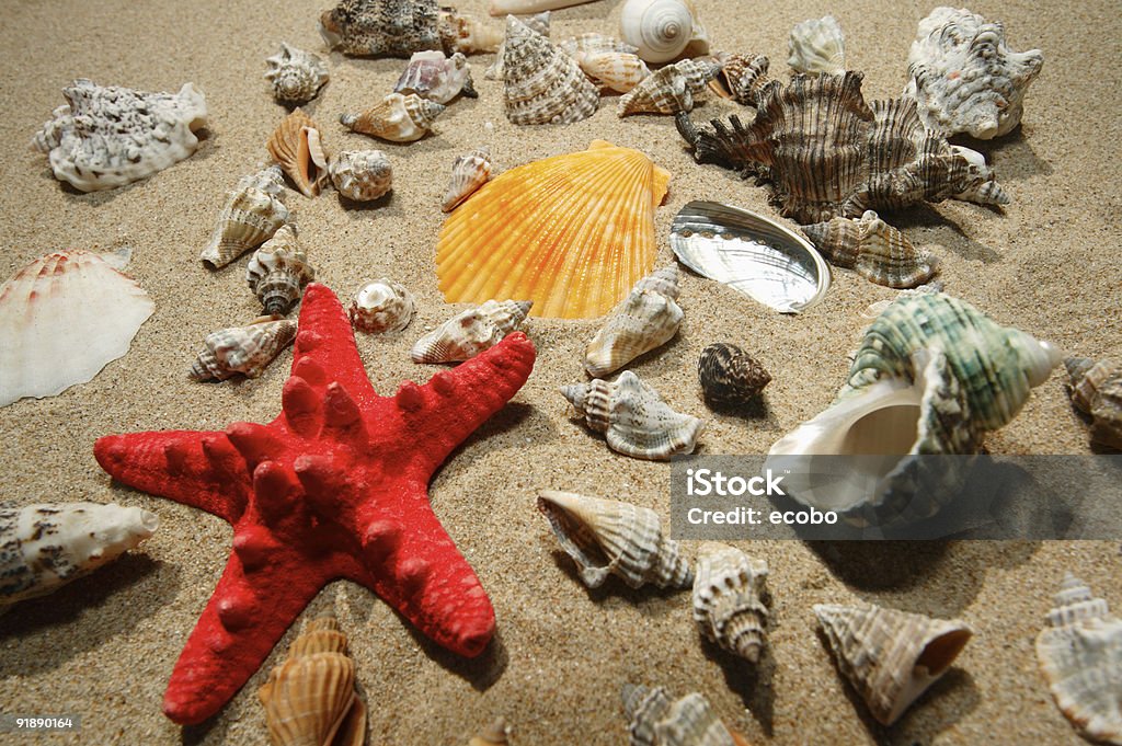 Tropical shells and star-fish Tropical shells and red star-fish on a sand Animal Shell Stock Photo