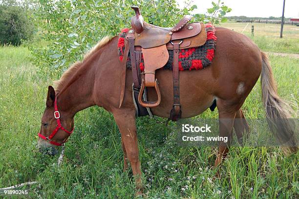 Seitenansicht Des Brown Muli Mit Gurt Und Sattel Aus Gras Stockfoto und mehr Bilder von Abwarten