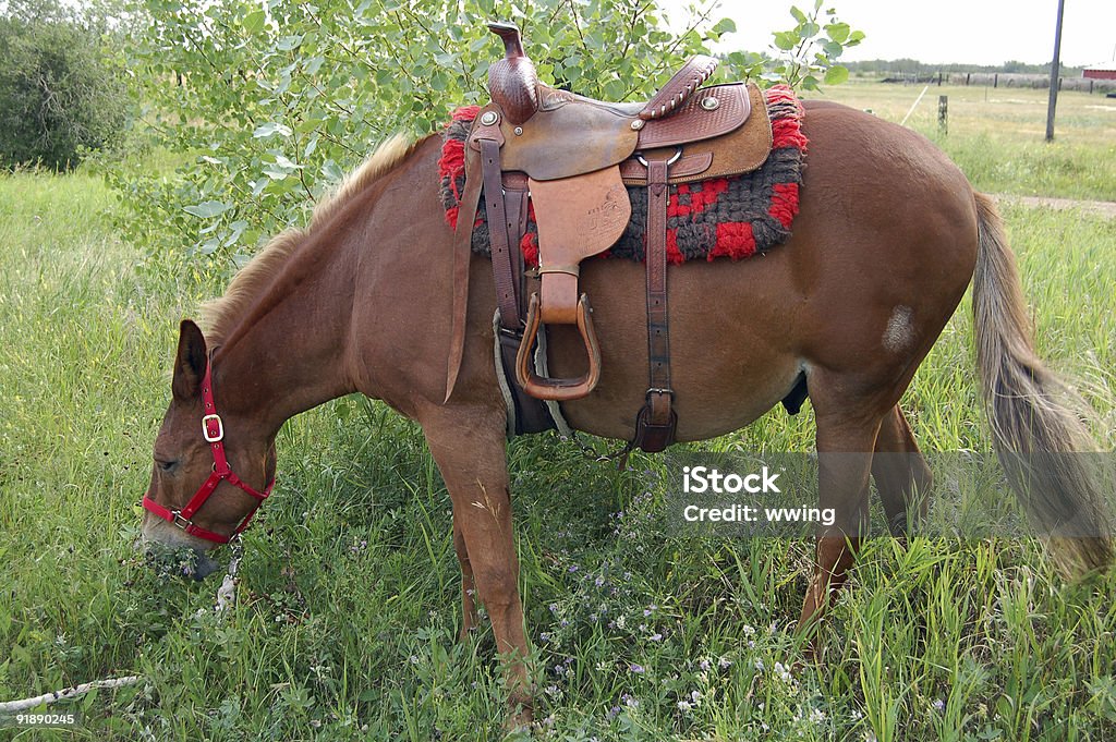 Vista laterale di brown mulo con un cablaggio e sella in erba. - Foto stock royalty-free di Aspettare