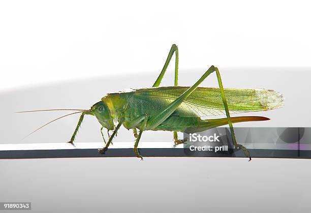 Foto de Gafanhoto Verde Feminino e mais fotos de stock de Agarrar - Agarrar, Agilidade, Animal