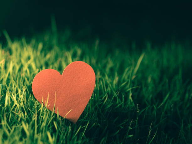 сердечная красная бумага на зеленой траве. счастливый, любовь, день святого валентина идея, знак, символ, концепция. - heart shape grass paper green стоковые фото и изображения