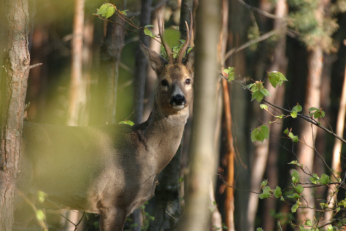 A female roe deer stands in the corn field, startled by my appearance