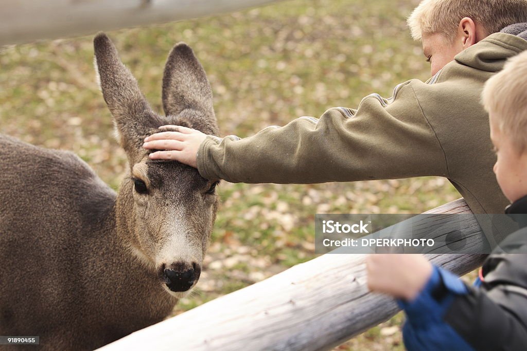 Young boys interactivo de un ciervo salvaje, doe - Foto de stock de Acariciar a un animal libre de derechos