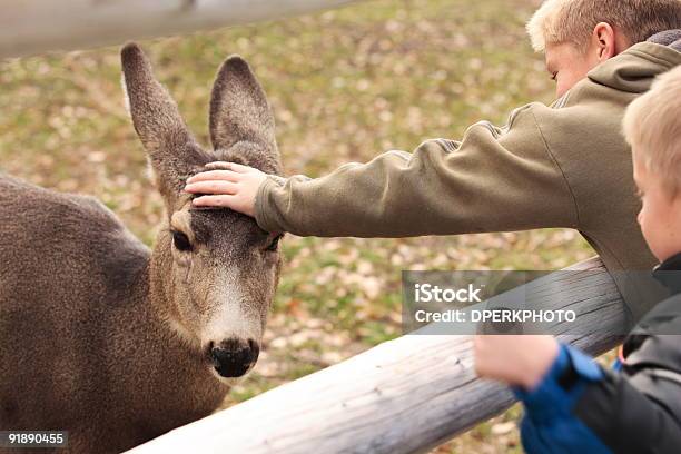 Young Boys Interactivo De Un Ciervo Salvaje Doe Foto de stock y más banco de imágenes de Acariciar a un animal - Acariciar a un animal, Ciervo, Niño