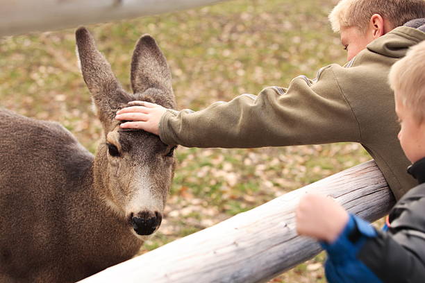 Mule deer in Waterton National Park in Alberta