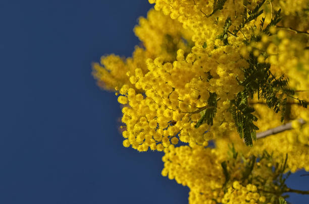 istock Beautiful blooming yellow mimosa 918905586