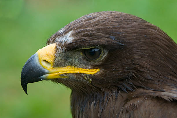 Steppe Eagle  steppe eagle aquila nipalensis detail of eagles head stock pictures, royalty-free photos & images