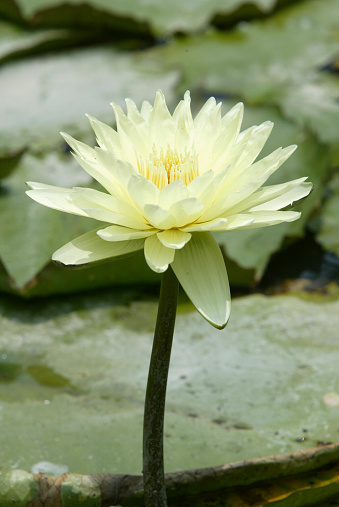 Yellow water lily blooming in summer.