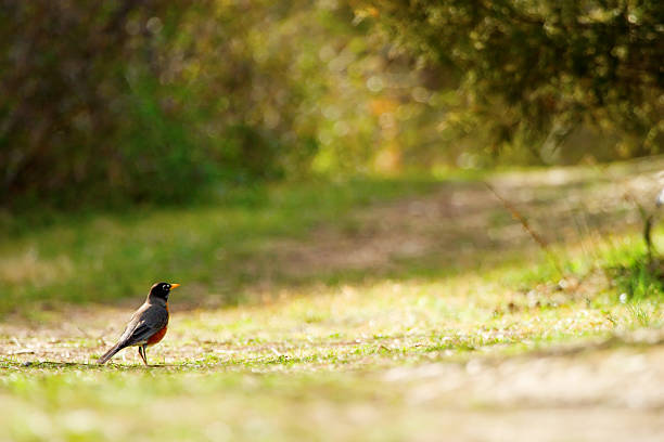 Robin todos os isolados em um caminho - fotografia de stock