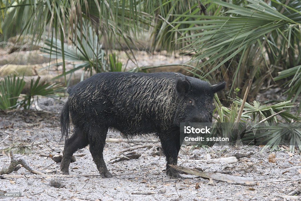 猪 - フロリダ州のロイヤリティフリーストックフォト