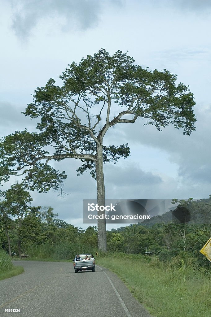 Ceiba - Foto de stock de Alto - Descripción física libre de derechos