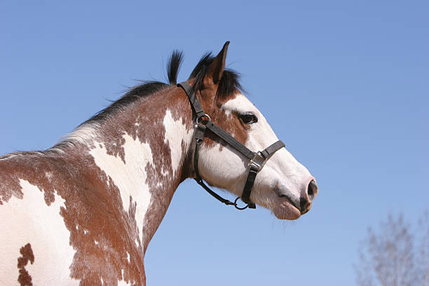 istock Horse majesty 91891427