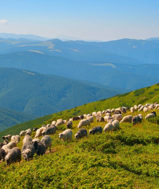 istock Sheep's pasture in the mountains 918915174