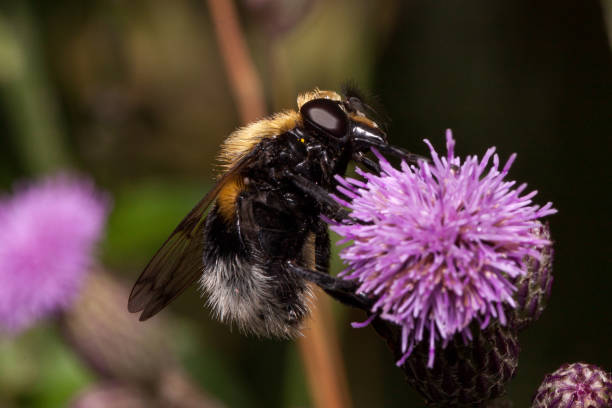 istock Bee is gathering nectar from a thistle flower. Animals in wildlife. 918915518