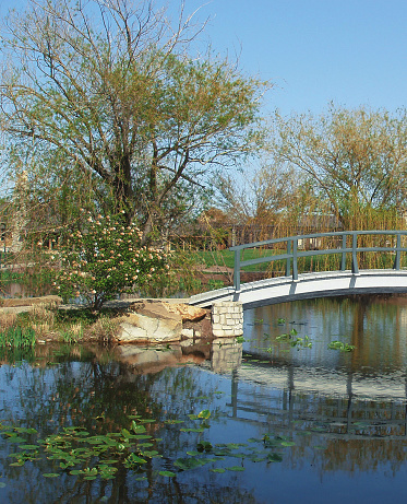 The Japenese style bridge overlooking the pond at Cox Arboretum.