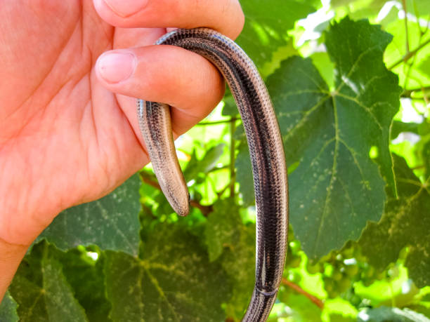 istock Veretenitsa fragile. Legless lizard. Reptile 918916320