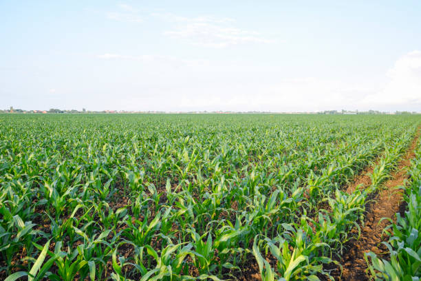 istock Young green corn on the field. Corn field in the spring. Growing 918916400