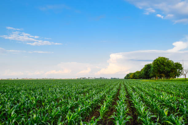 istock Young green corn on the field. Corn field in the spring. Growing 918916414