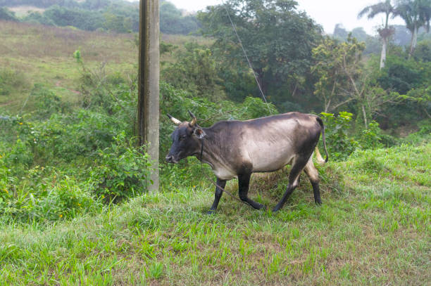 istock A cow grazing by the road 918916842