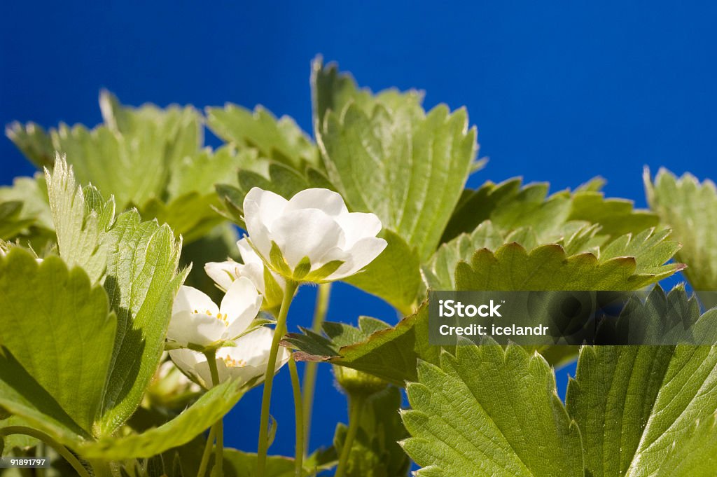 Strawberry plant  Backgrounds Stock Photo