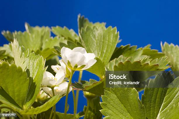 Strawberry Plant Stock Photo - Download Image Now - Backgrounds, Blue, Color Image