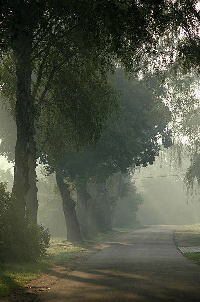 Misty morning stock photo