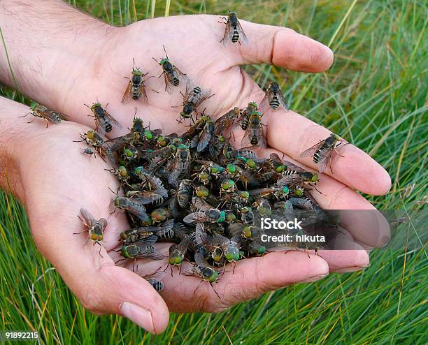 Hand Gadflies Geschlossen Stockfoto und mehr Bilder von Ansicht aus erhöhter Perspektive - Ansicht aus erhöhter Perspektive, Blutsaugen, Eine Person