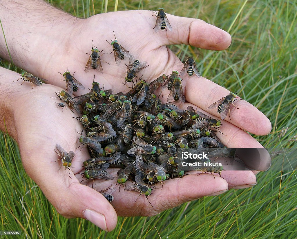 Main de gadflies contenant - Photo de Animaux nuisibles libre de droits