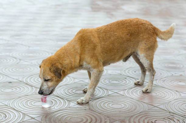 istock mongrel dog close-up 918923188