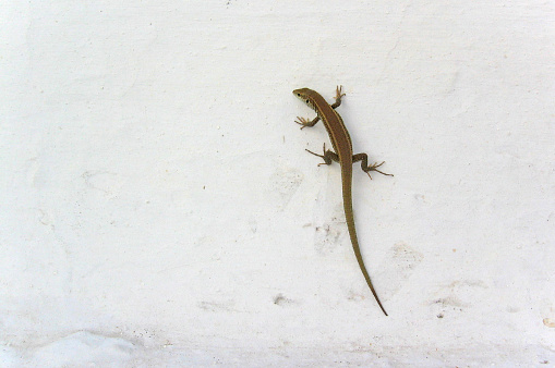 Australian Southern Spiny-tailed Gecko
