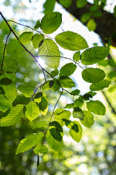 istock Fresh New Green Leaves Glowing in Sunlight 918923282