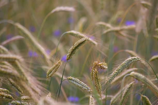 Campo de cereais - foto de acervo