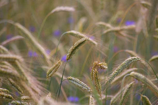 Cтоковое фото зерновое поле