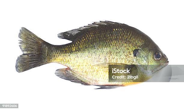 Bluegill Hembra Foto de stock y más banco de imágenes de Pez luna - Pez - Pez luna - Pez, Recortable, Pez