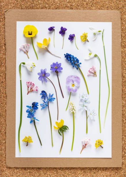 Set of colorful wild spring flowers. Set of colorful wild spring flowers. Creation of a herbarium. Floral background. german iris stock pictures, royalty-free photos & images