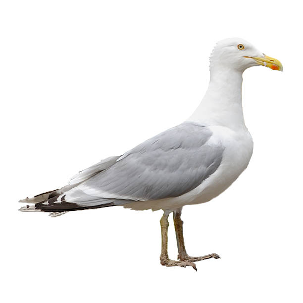 Gull (isolated, path) stock photo