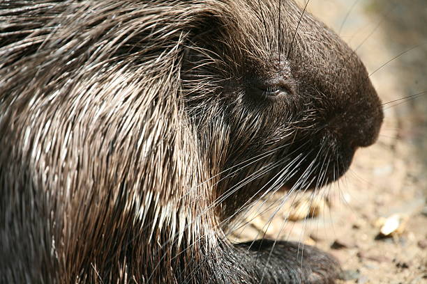 istock Crested Porcupine 91892876