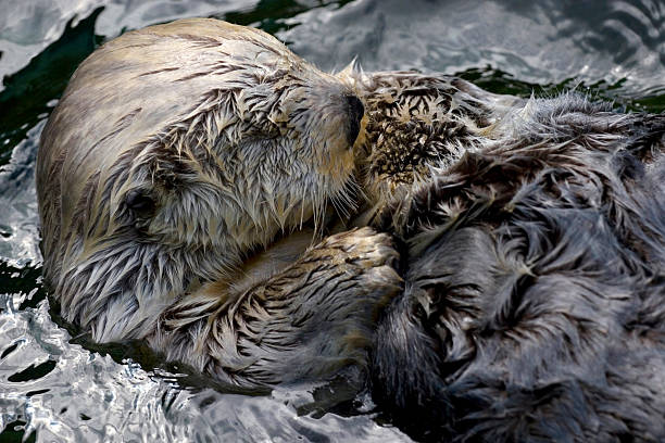 istock Otter in the water 91892966