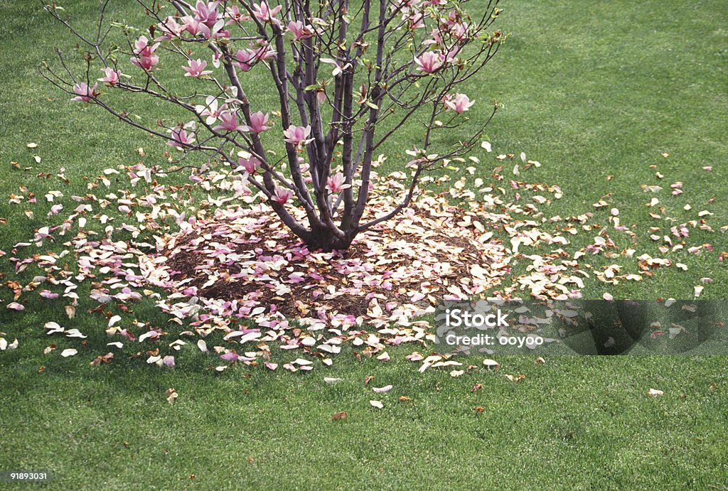magnolia - Lizenzfrei Abgeschiedenheit Stock-Foto