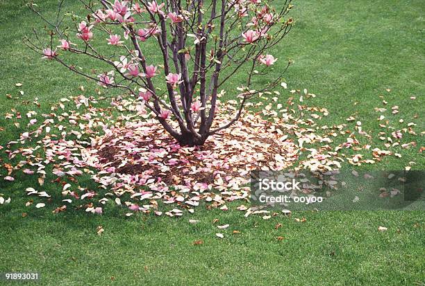 Magnolia Stockfoto und mehr Bilder von Abgeschiedenheit - Abgeschiedenheit, Abwesenheit, Baum