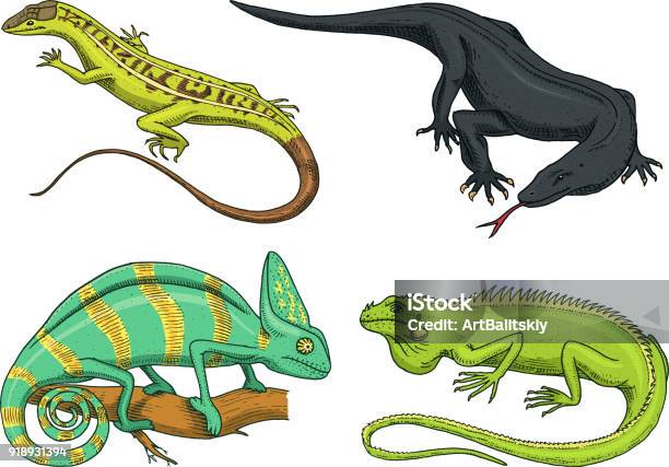 Chameleon Lizard American Green Iguana Reptiles Or Snakes Or Komodo Dragon Monitor Herbivorous Species Vector Illustration For Book Or Pet Store Zoo Engraved Hand Drawn In Old Sketch Stock Illustration - Download Image Now