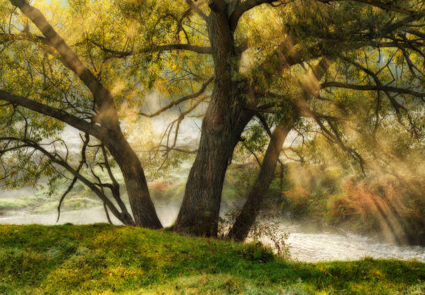 istock spring morning. dawn near a picturesque river 918931658