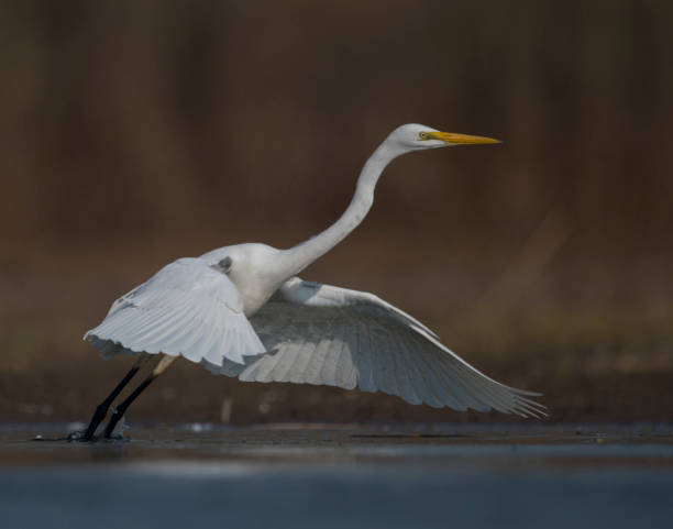 istock The Great White Egret Taking Of 918934314