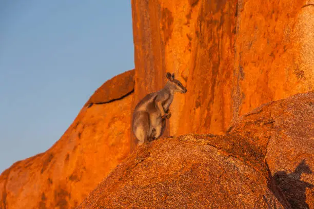 A common wallaby species in the Devils Marbles Conservation Reserve, Northern Territory, Australia